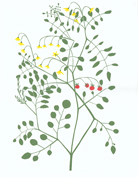 fruits_species_tomato_580