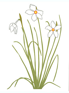 garden_479_Narcissus_lrg