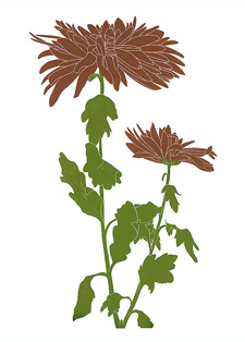 garden_492_Chrysanthemums_lrg