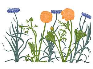 garden_509_Ranunculus_Cornflower_lrg