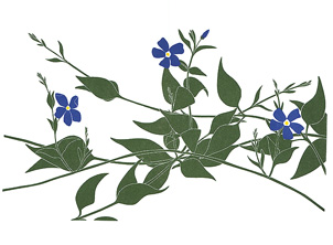 garden_519_Periwinkle_lrg