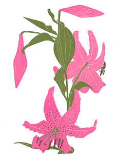 garden_583_Lily_lrg