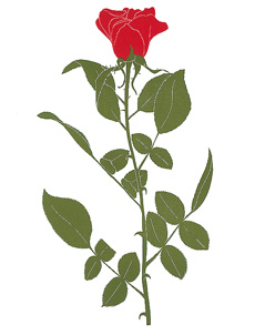 garden_618_Red_Rose_lrg