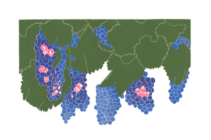 grapes_grenache_lrg