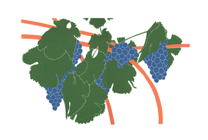 grapes_petite-sirah_lrg