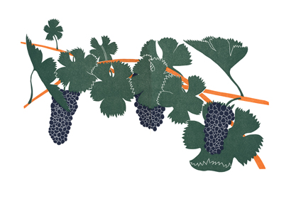 grapes_pinot-noir_lrg