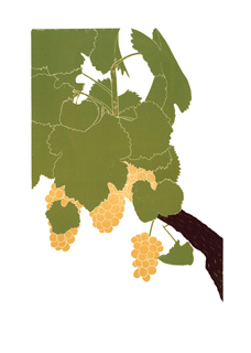 grapes_sylvaner_lrg