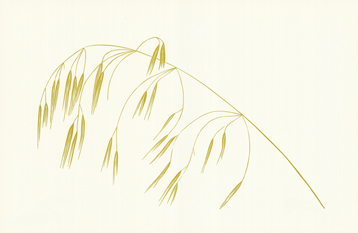 grasses_new_003_finished_lrg