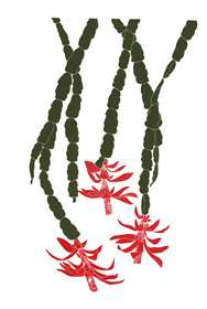 moreFlowers_518_Christmas-Cactus_lrg