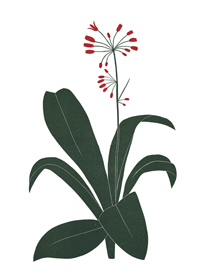 moreFlowers_556_Clintonia_lrg