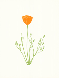 poppies_318_lrg