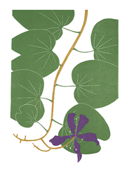 trees_521_Orchid_Tree_lrg