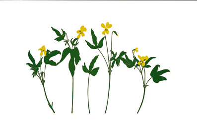 wildflowers_412_YelowViolets_lrg