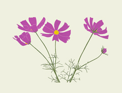 wildflowers_413_Cosmos_lrg