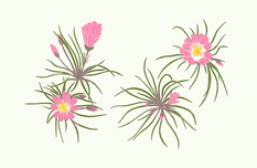 wildflowers_414_Bitterroot_lrg