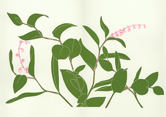 wildflowers_436_Salal_lrg