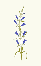 wildflowers_439_Penstemon_lrg