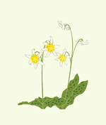 wildflowers_440_Fawn-Lily_lrg