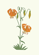 wildflowers_443_Tiger-Lily_lrg