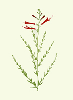 wildflowers_451_California-Fuchsia_lrg