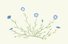wildflowers_455_Baby-Blue-Eyes_lrg