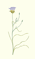 wildflowers_457_Mariposa-Lily_lrg