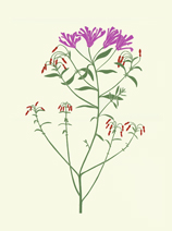 wildflowers_468_Clarkia_lrg