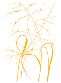 Menu Grasses